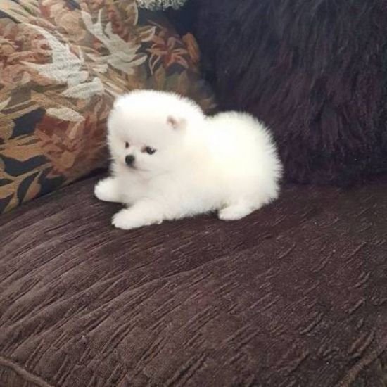 pomeranian boo mini toy